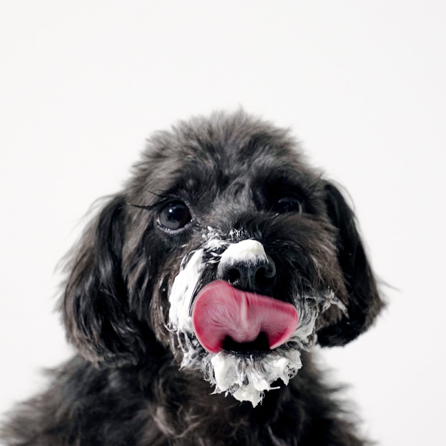 【MIMI7】LOUANGE TOKYOが贈る、 愛犬家のためのペットスイーツの年間お届け便(全12回)